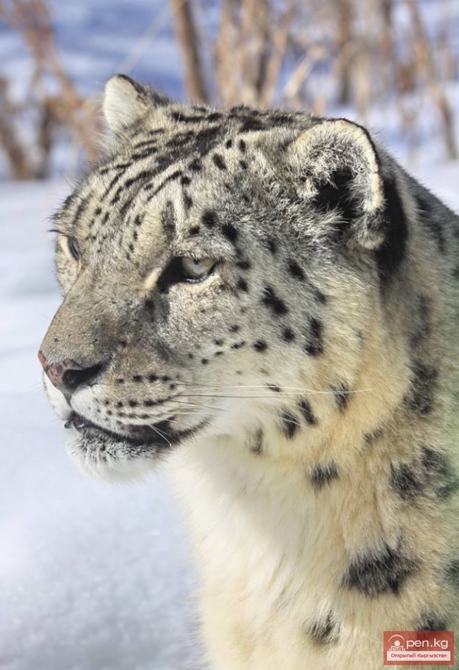 Официальным символом Кыргызстана на ЭКСПО-Милан-2015 будет маленький снежный барс