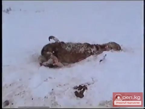 Следы жизнедеятельности волков в горах Киргизии