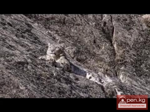 Фильм о снежном барсе