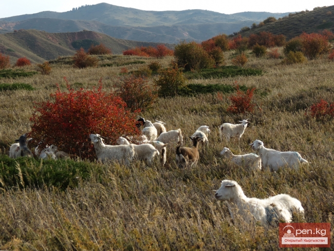 Скотоводство у кыргызов до XX века