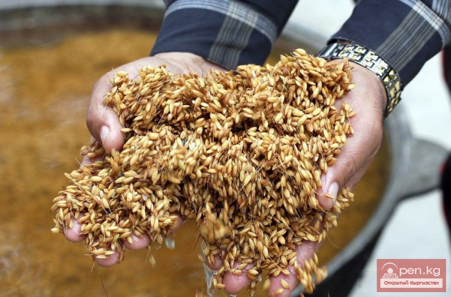 Международный фестиваль риса проходит сегодня в городе Узген