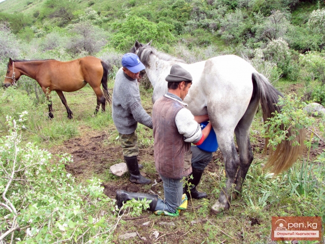 Животноводство