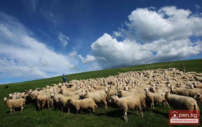 Животноводство