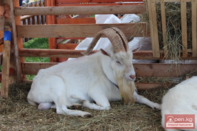 Животноводство