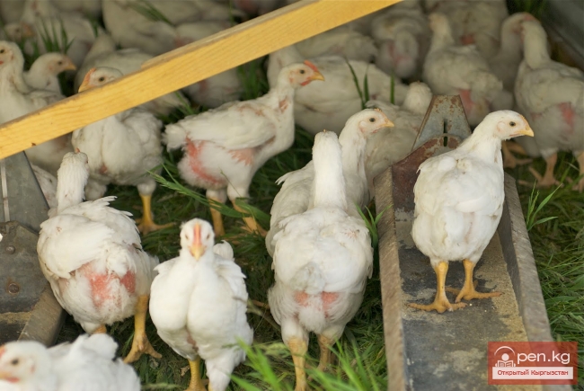 Животноводство