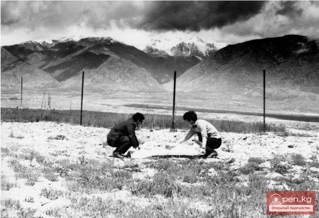 СТРИЖАЧЕНКО Алина Тимофеевна