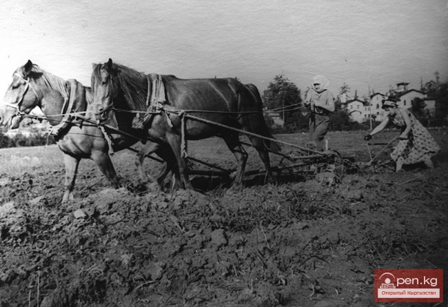 СТРИЖАЧЕНКО Алина Тимофеевна