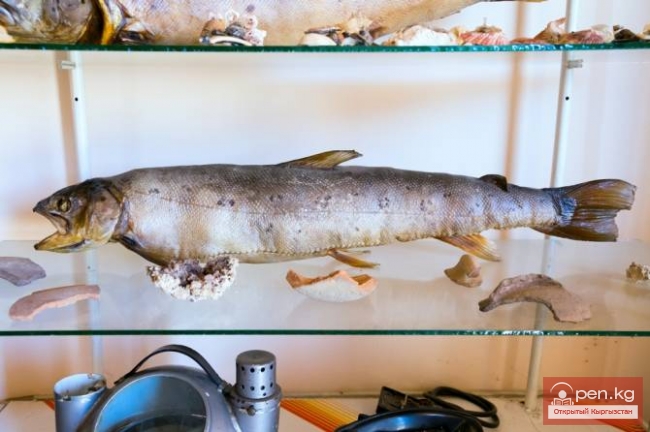 ТАЙНЫ ОЗЕРА ИССЫК-КУЛЬ