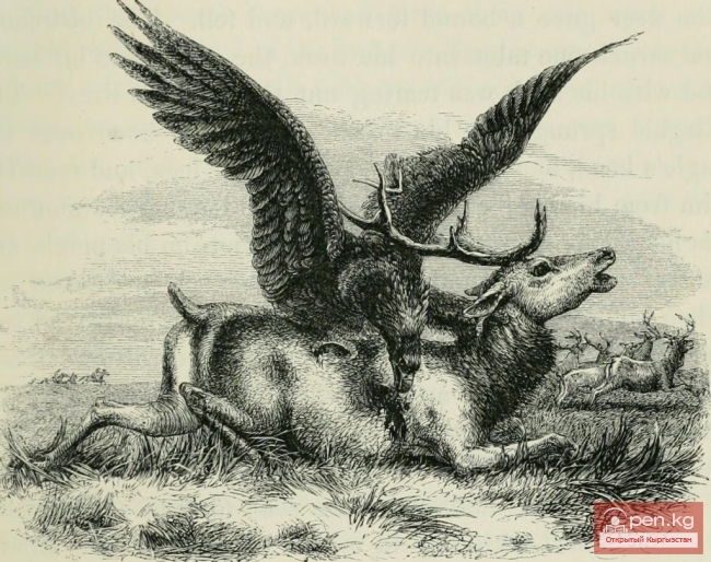 Кыргызы XIX века в зарисовках британского путешественника Кыргызы XIX века в зарисовках британского путешественника