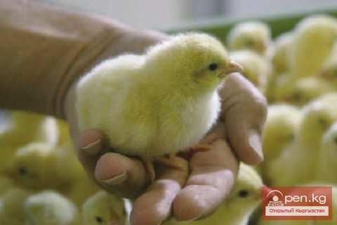 Сельское хозяйство Кыргызстана