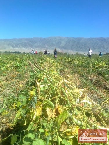 Сельское хозяйство Кыргызстана