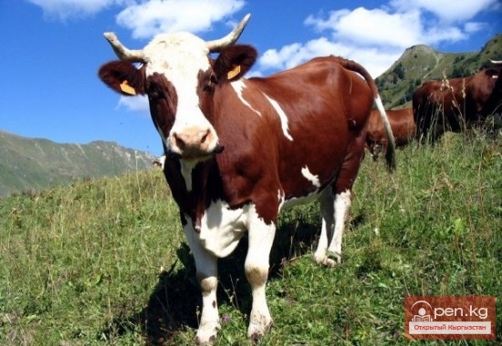 Сельское хозяйство Кыргызстана