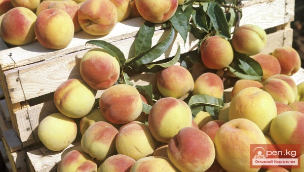 Сельское хозяйство Кыргызстана