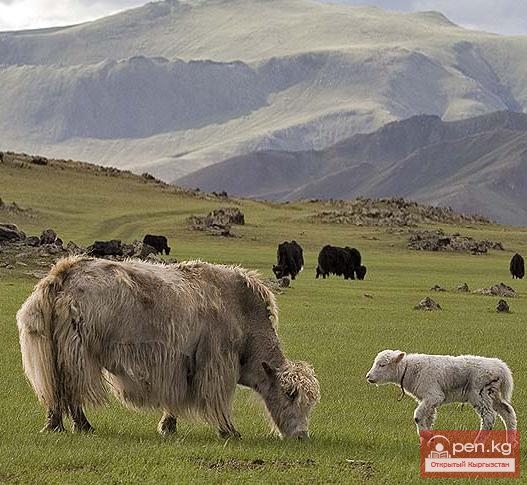 Сельское хозяйство Кыргызстана