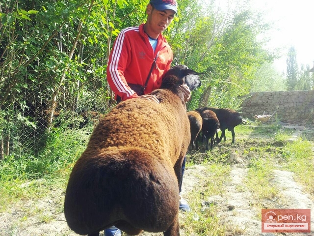 Сельское хозяйство Кыргызстана