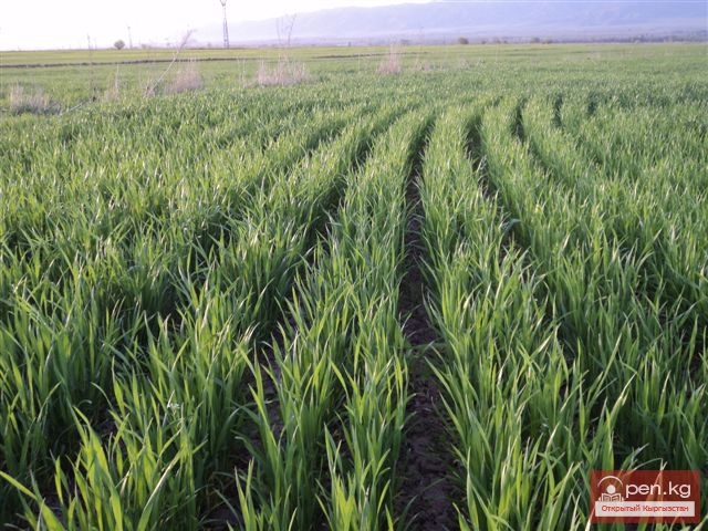 Сельское хозяйство Кыргызстана