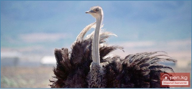 Сельское хозяйство Кыргызстана