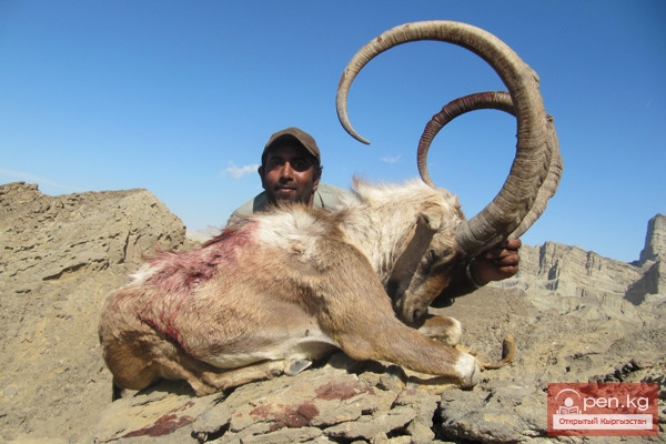 Трофейные качества животных