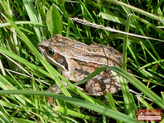 Амфибии и рептилии