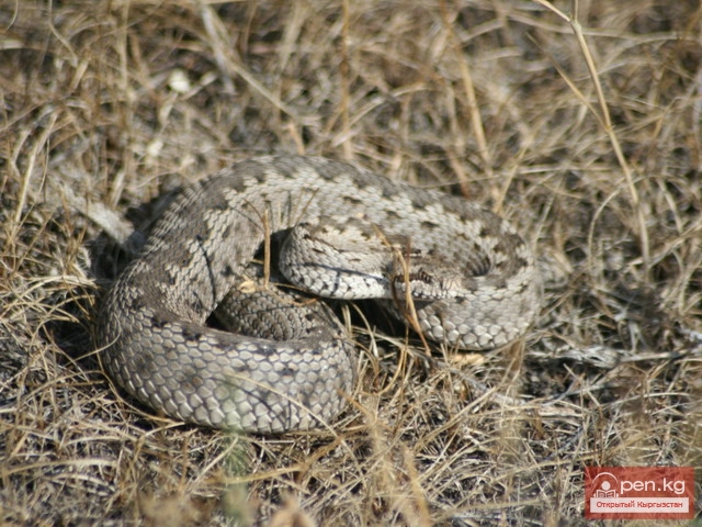 Амфибии и рептилии Амфибии и рептилии