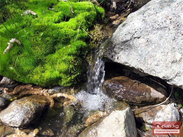 Пчанский родник