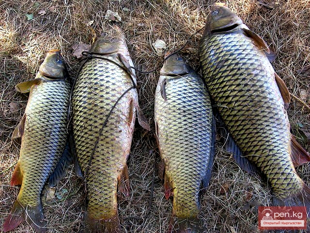 Трофеи, которые вы сможете добыть в период проведения рыбалки