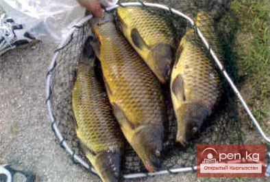 Особенности кыргызстанской рыбалки