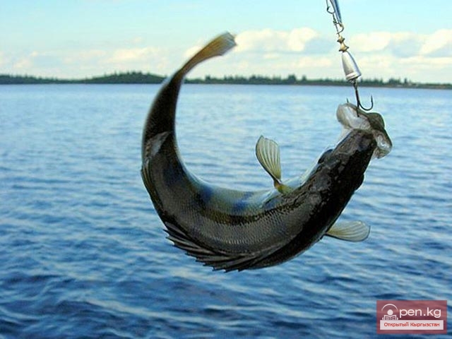Рыбалка в Кыргызстане