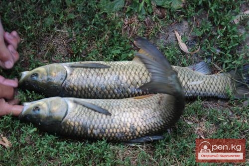 Центр отдыха "Бата"