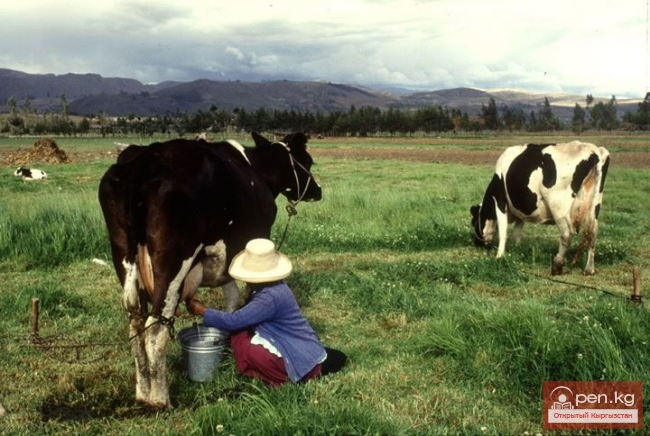 Сельское хозяйство Кыргызстана