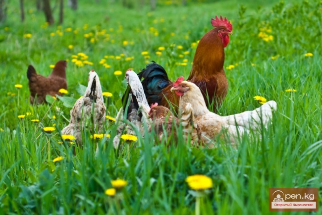 Сельское хозяйство Кыргызстана