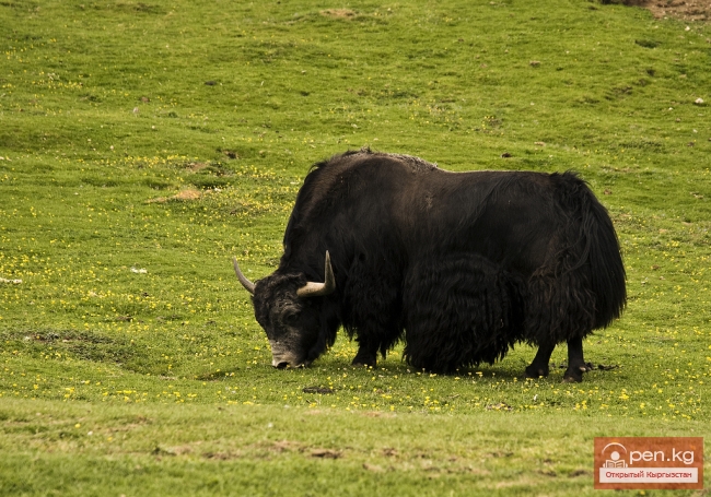 Сельское хозяйство Кыргызстана
