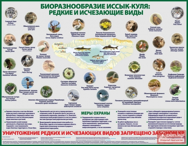 Красная книга Кыргызской Республики