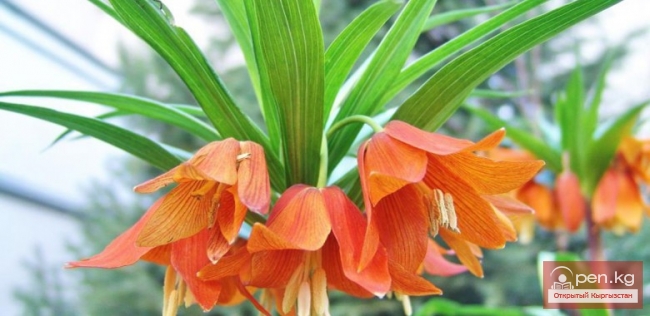 Красная книга Кыргызской Республики