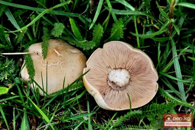 Грибы Грибы