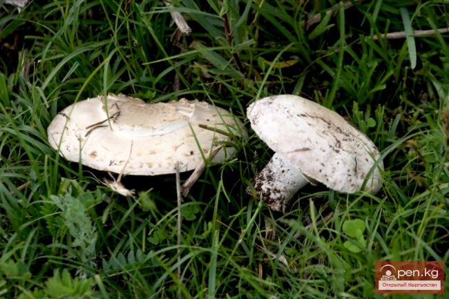 Грибы Грибы