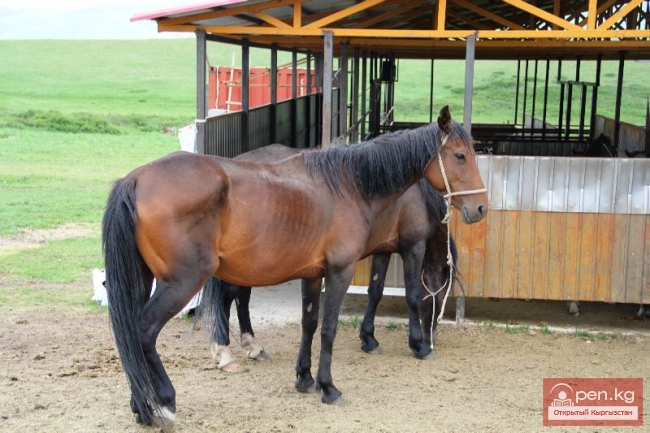 Кумысолечебница «Байтур»