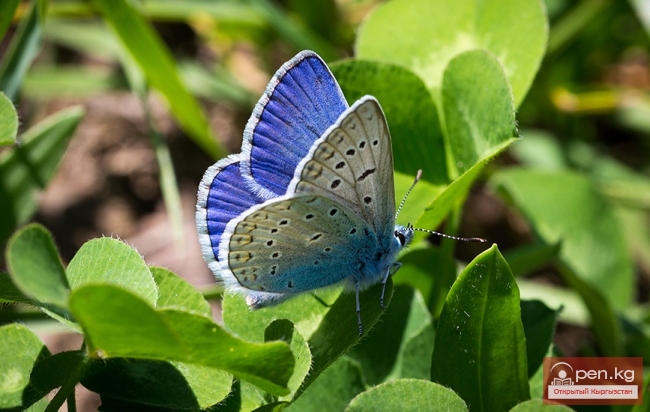 Членистоногие Краснной Книги Кыргызстана