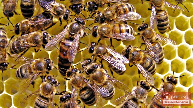 Членистоногие Краснной Книги Кыргызстана