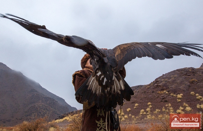 Птицы Красной Книги Кыргызстана