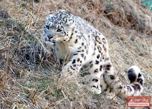 Млекопитающие Красной Книги Кыргызстана