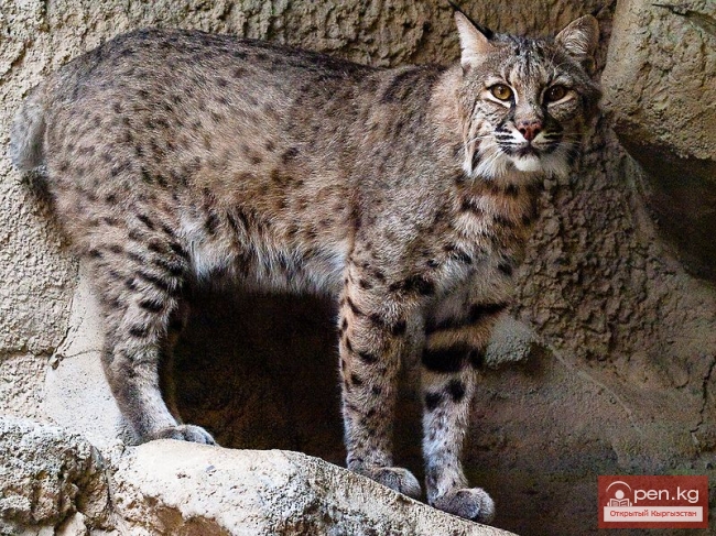 Млекопитающие Красной Книги Кыргызстана