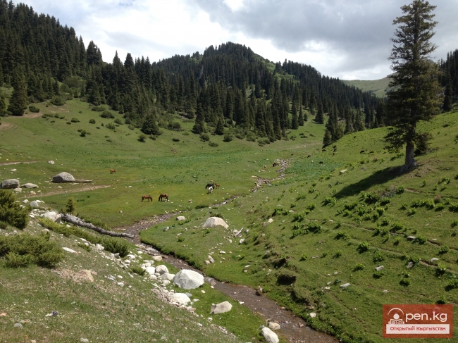 Кумысолечение в Жыргалане