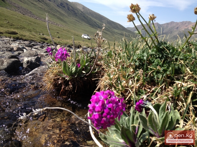 Кумысолечение в Жыргалане