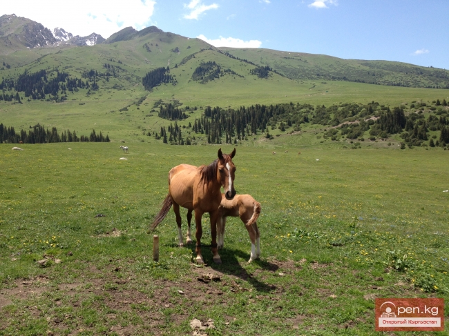 Кумысолечение в Жыргалане