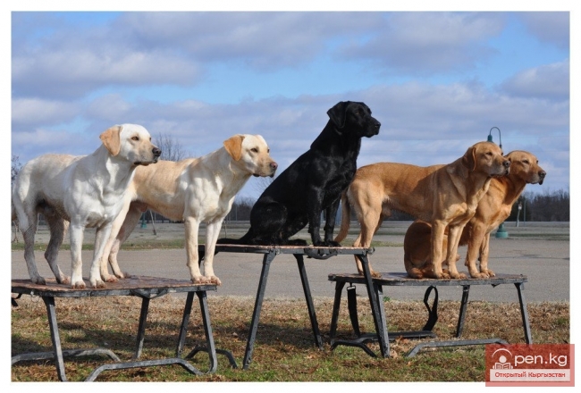 Выставка собак охотничьих пород, 19 Апреля