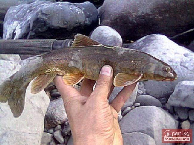 Западный Каракол или Суусамыр