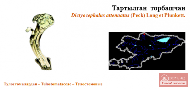 Сетчатоголовник оттянутый / Тартылган торбашчан / Tapered Net-cap