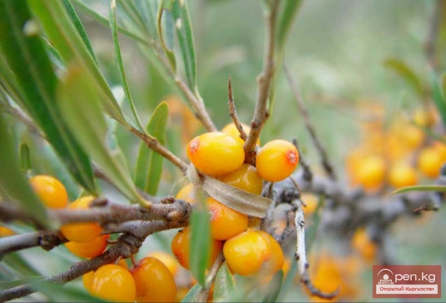 Ботанические познания кыргызов