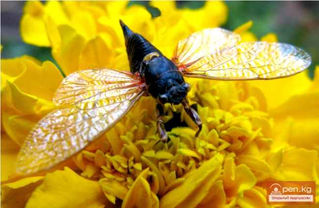 Ботанические познания кыргызов